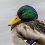 Meteo froid oiseau