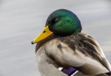 Meteo froid oiseau