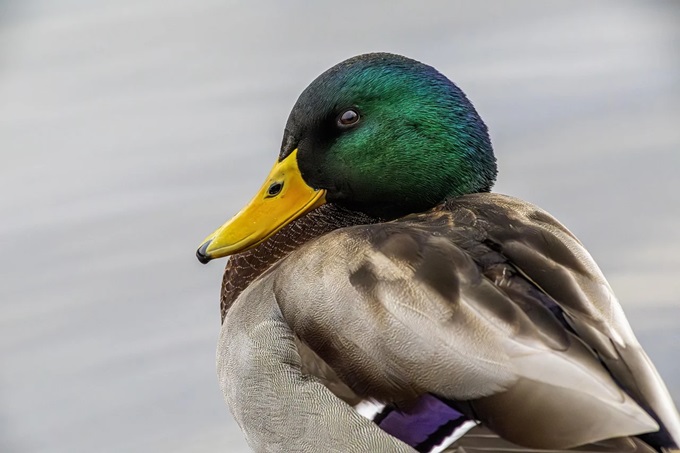 Meteo froid oiseau